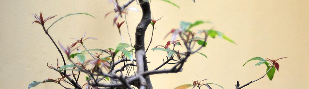 Hanifah Mutia ZN Amrul, S.Si, M.Si.